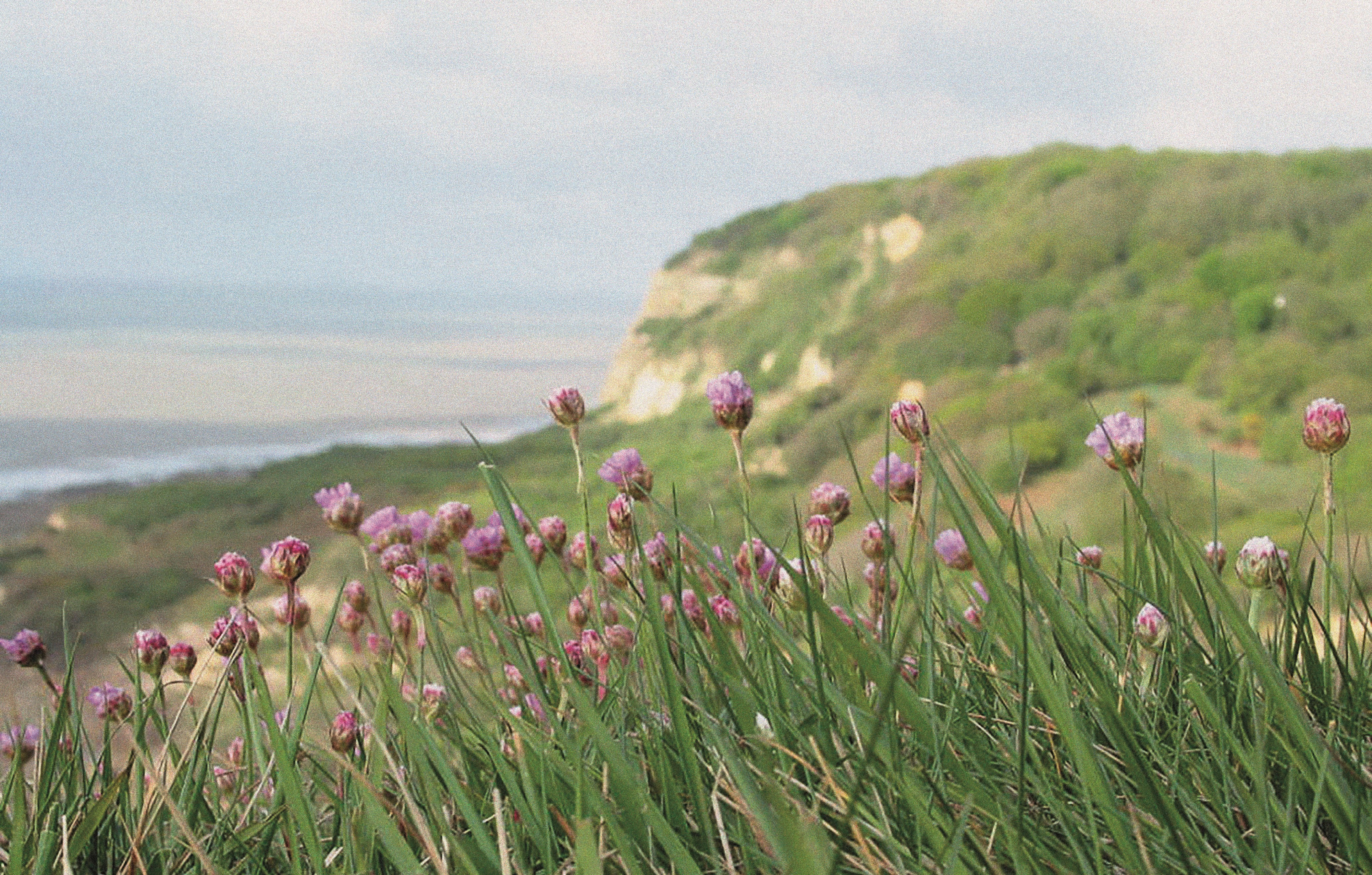 Close-up of sea thrift flowers on the cliffs at Hastings.